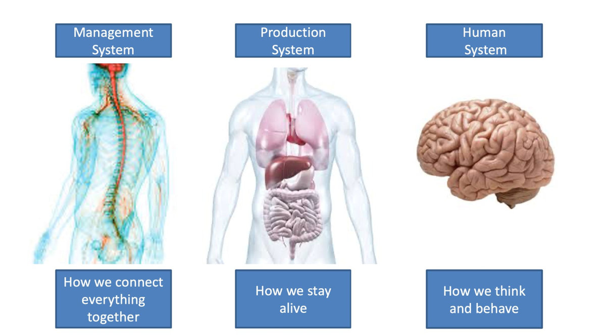 Human System: How we think